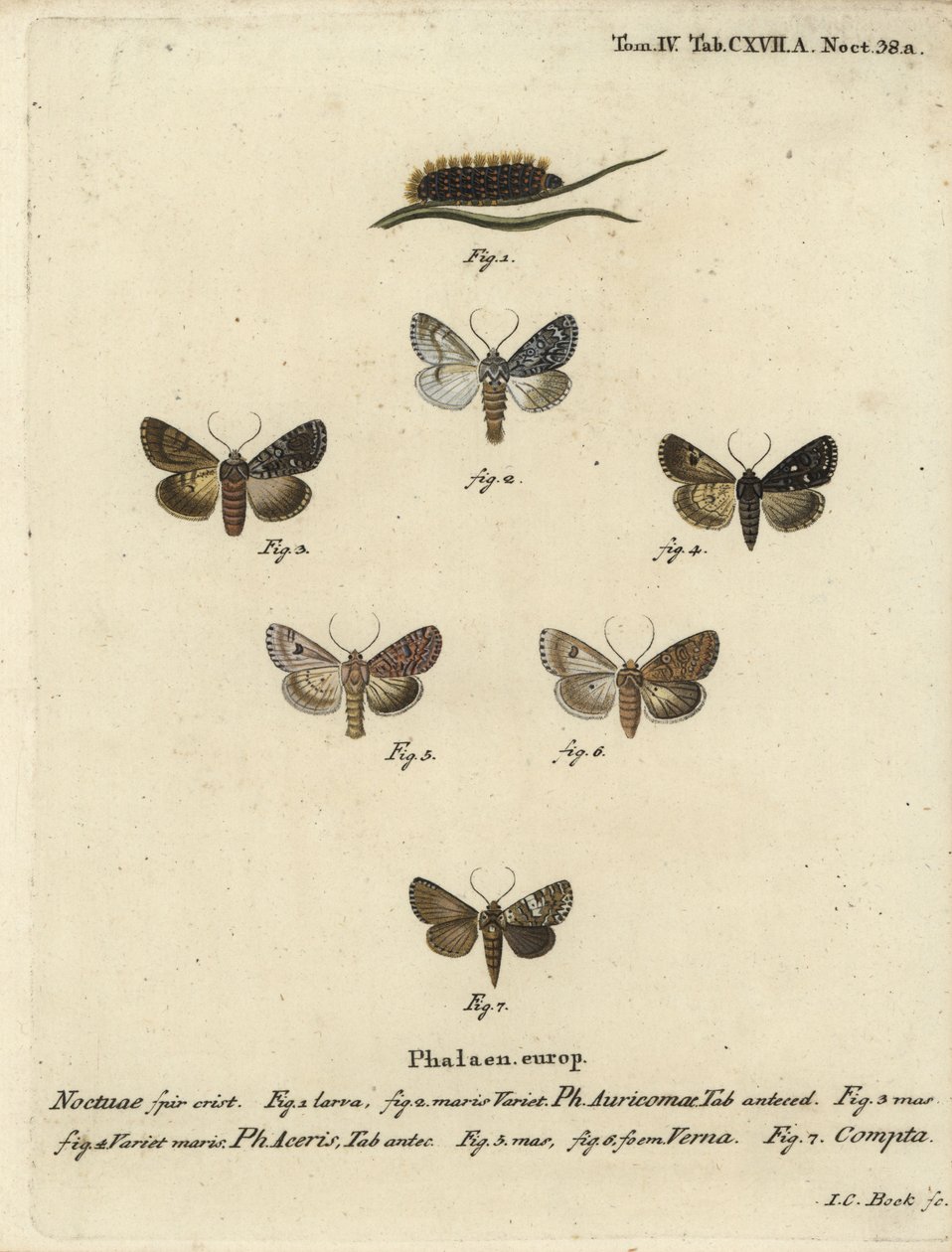 Kıt hançer, Acronicta auricoma 1-3, çınar güvesi, Acronicta aceris, hindistan cevizi güvesi 4,5, Hadula trifolii 6 ve çeşitli taç, Hadena compta 7. Johann Carl Bock tarafından Eugenius Johann Christoph Esper