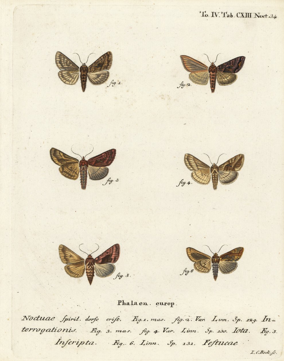Kıt gümüş Y, Syngrapha interrogationis 1,2, sade altın Y, Autographa jota 3-5, altın nokta, Plusia festucae 6. Johann Carl Bock tarafından Eugenius Johann Christoph Esper