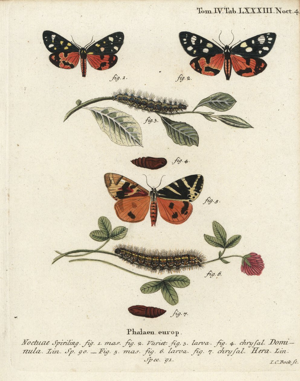 Kızıl kaplan güvesi, Callimorpha dominula 1-4 ve Jersey kaplan güvesi, Euplagia quadripunctaria 5-7. Johann Carl Bock tarafından Eugenius Johann Christoph Esper