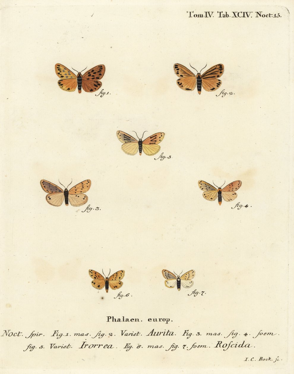 Setina aurita güvesi 1,2, çiy güvesi, Setina irrorella 3-5 ve Setina roscida güvesi 6,7. Johann Carl Bock tarafından Eugenius Johann Christoph Esper