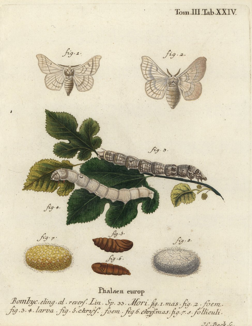 İpek güvesi, Bombyx mori. by Johann Carl Bock