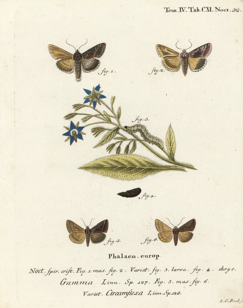Silver Y güvesi, Autographa gamma 1-4 ve Essex Y güvesi, Cornutiplusia sirkumflexa 5.6. Johann Carl Bock tarafından Eugenius Johann Christoph Esper