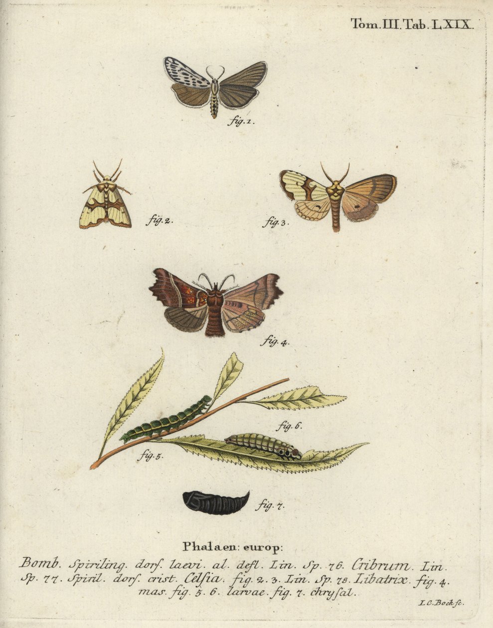 Benekli uşak, Staurophora celsia ve haberci güve. by Johann Carl Bock
