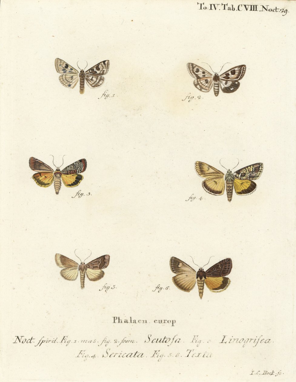 Benekli yonca, Schinia scutosa 1,2, Epilecta linogrisea 3, Guernsey kanat altı, Polyphaenis sericata 4 ve saman kanat altı, Thalpophila matura 5,6. Johann Carl Bock tarafından Eugenius Johann Christoph Esper