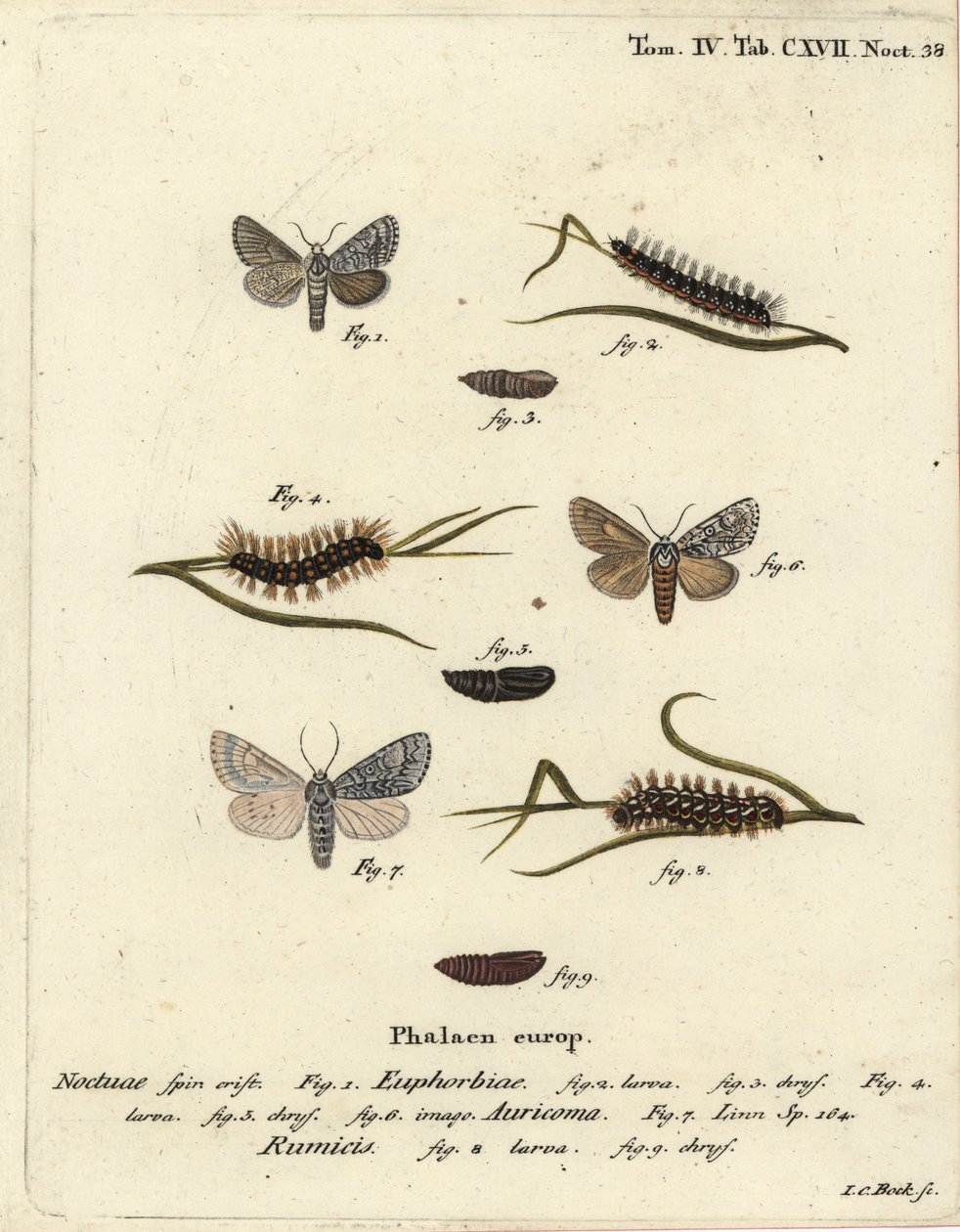 Tatlı fırtına güvesi, Acronicta euphorbiae 1-5, kıt hançer, Acronicta auricoma 6 ve düğümlü ot güvesi, Acronicta rumicis 7-9. Eugenius Johann Christoph Esper