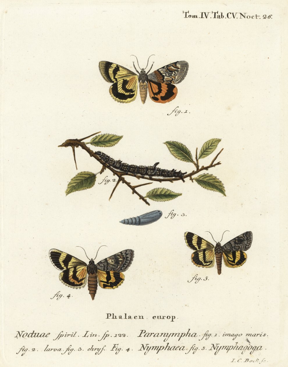 Sweetfern kanat altı, Catocala antinympha 1-3, Catocala nymphaea 4 ve meşe sarısı alt kanat, Catocala nymphagoga 5. Johann Carl Bock tarafından Eugenius Johann Christoph Esper
