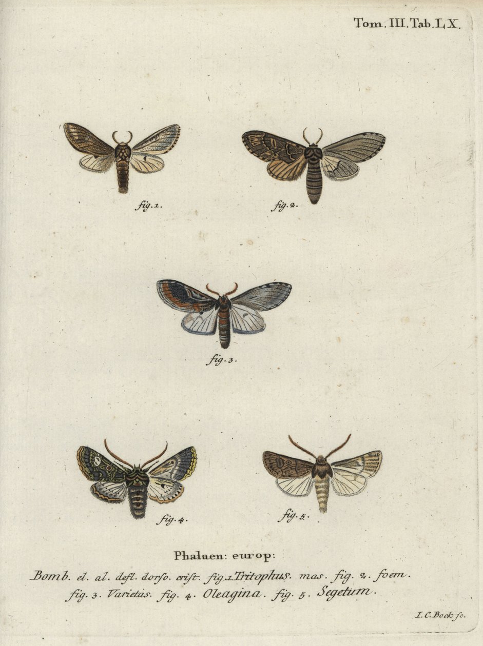 Üç hörgüçlü, zeytin güvesi ve şalgam güvesi. by Johann Carl Bock
