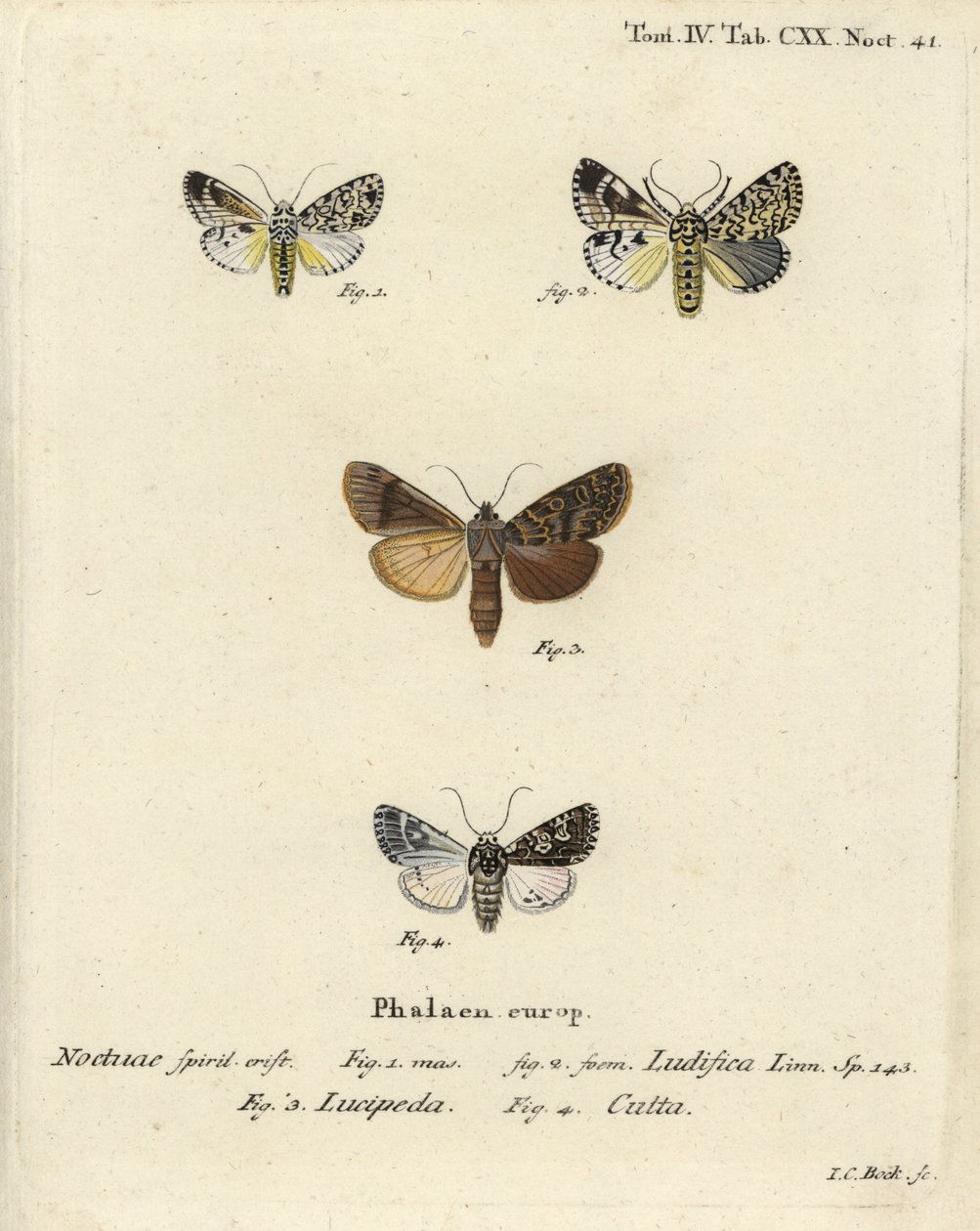 Trichosea ludifica 1,2, güney rustik, Rhyacia lucipeta 3 ve Lamprosticta culta 4. Johann Carl Bock tarafından Eugenius Johann Christoph Esper