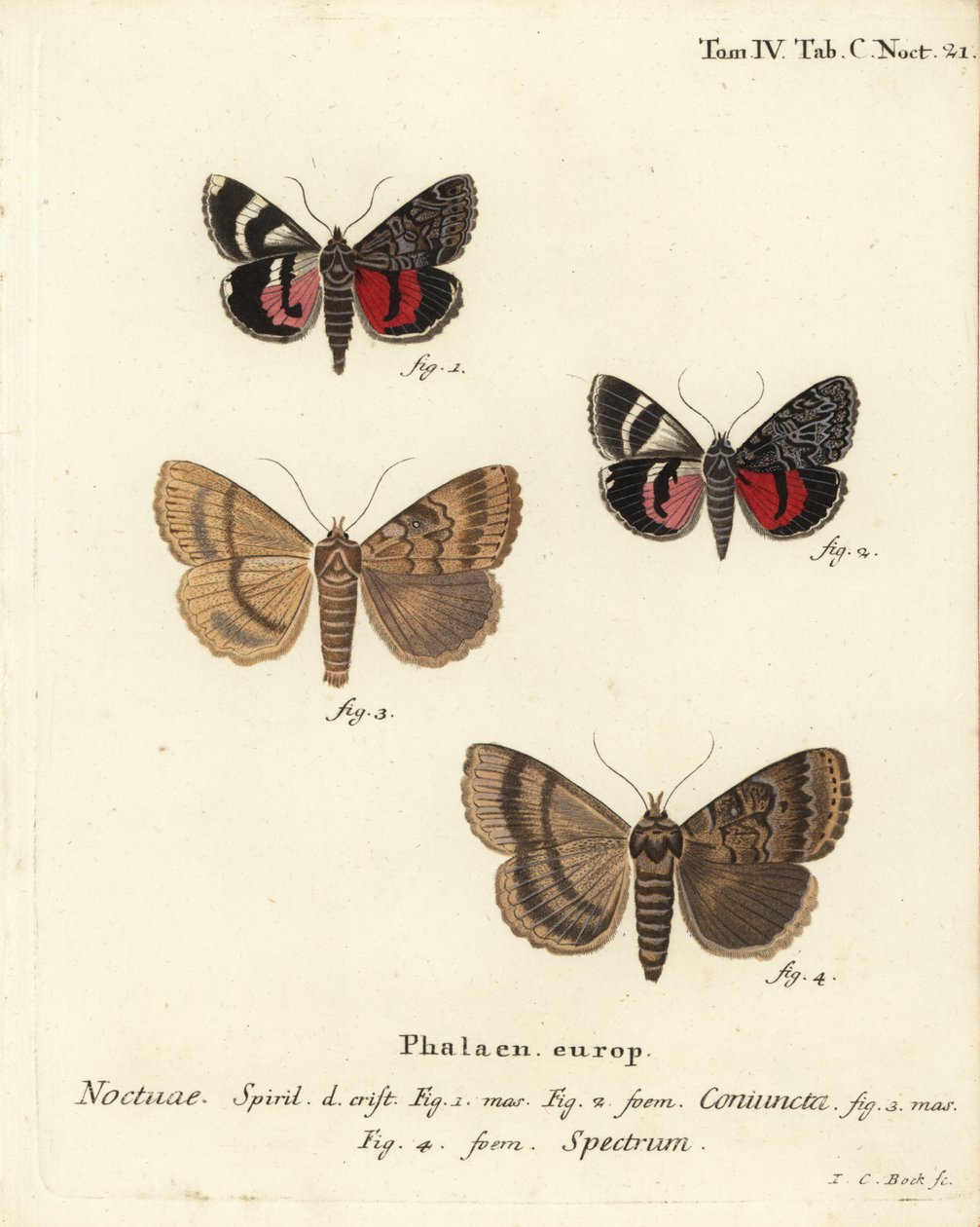 Kanat altı güvesi, Catocala coniuncta 1.2 ve Apopestes spektrumu 3.4. Noctua coniuncta, Noctua spektrumu. Eugenius Johann Christoph Esper
