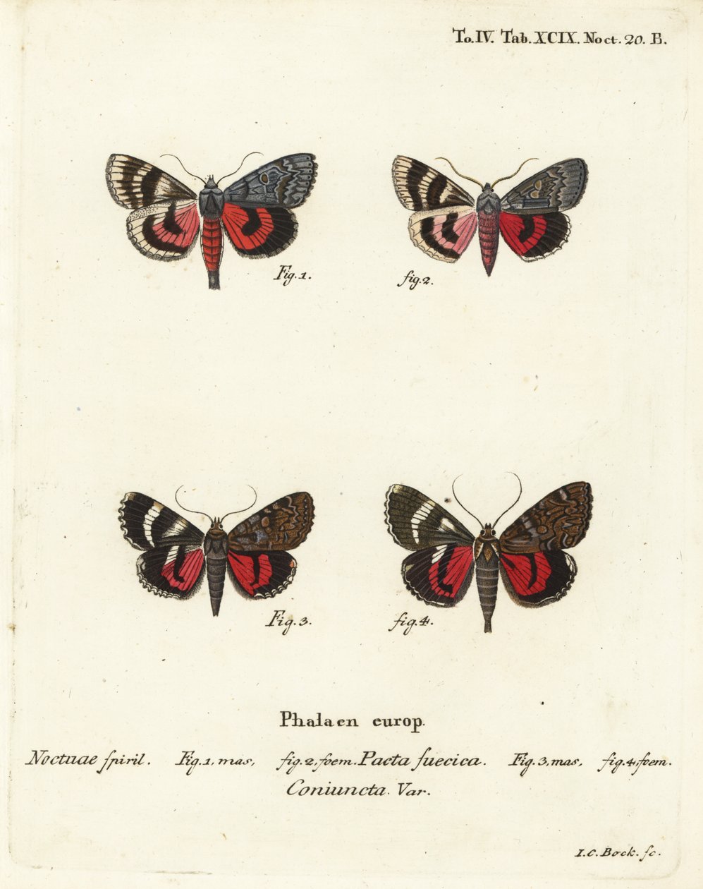 Kanat altı güveleri, Catocala pacta ve Catocala coniuncta. Johann Carl Bock tarafından Eugenius Johann Christoph Esper