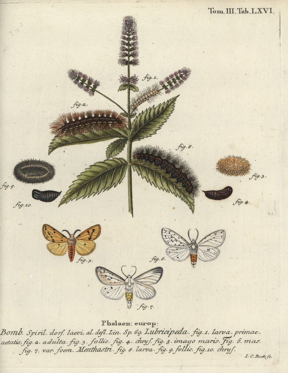 Beyaz ermin, Spilosoma lubricipeda. by Johann Carl Bock