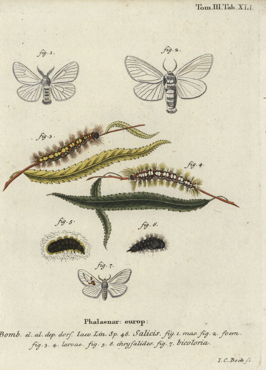 Beyaz saten ve beyaz belirgin güveler. by Johann Carl Bock