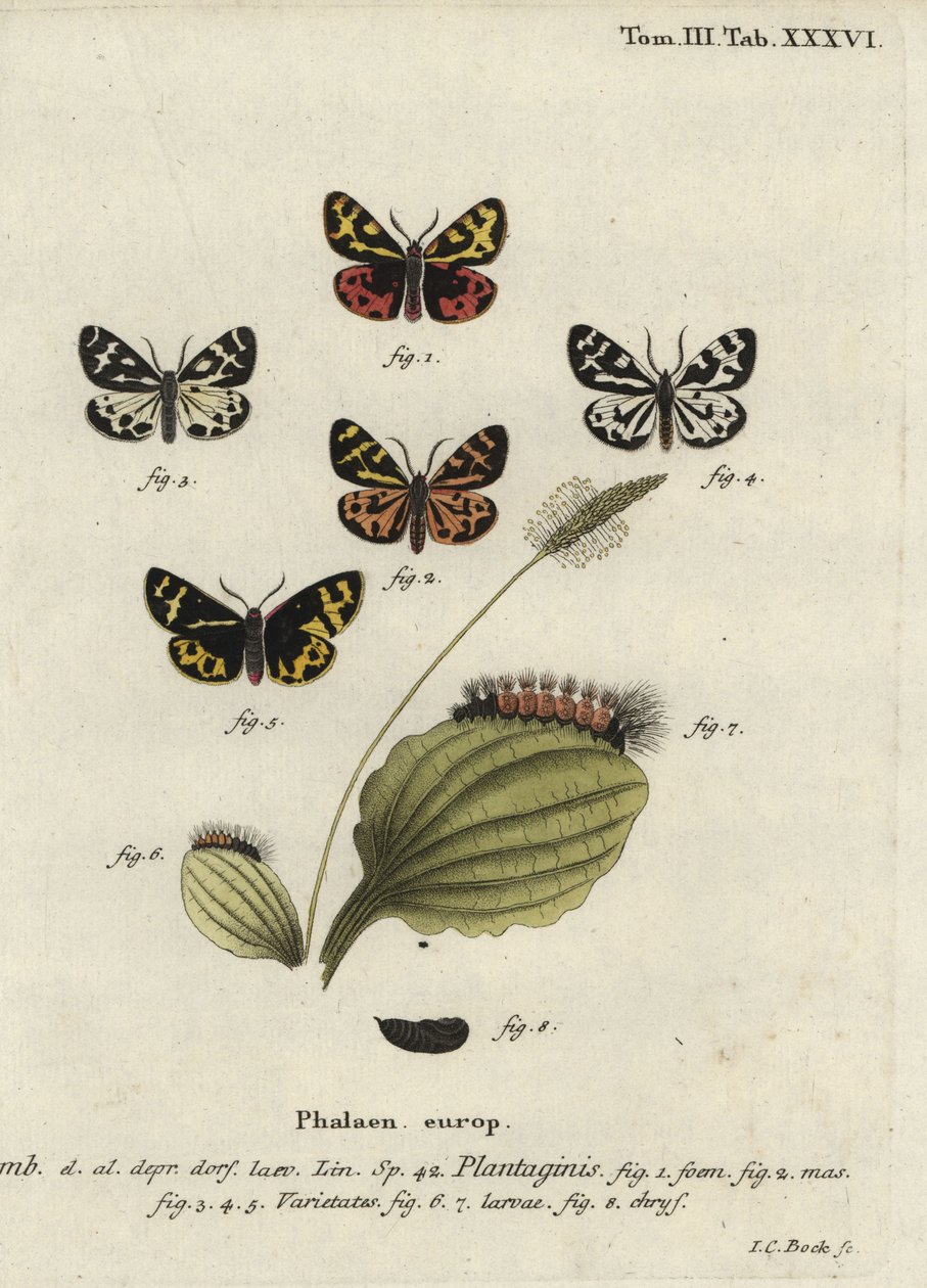 Ahşap kaplan güvesi, Parasemia plantaginis. by Johann Carl Bock