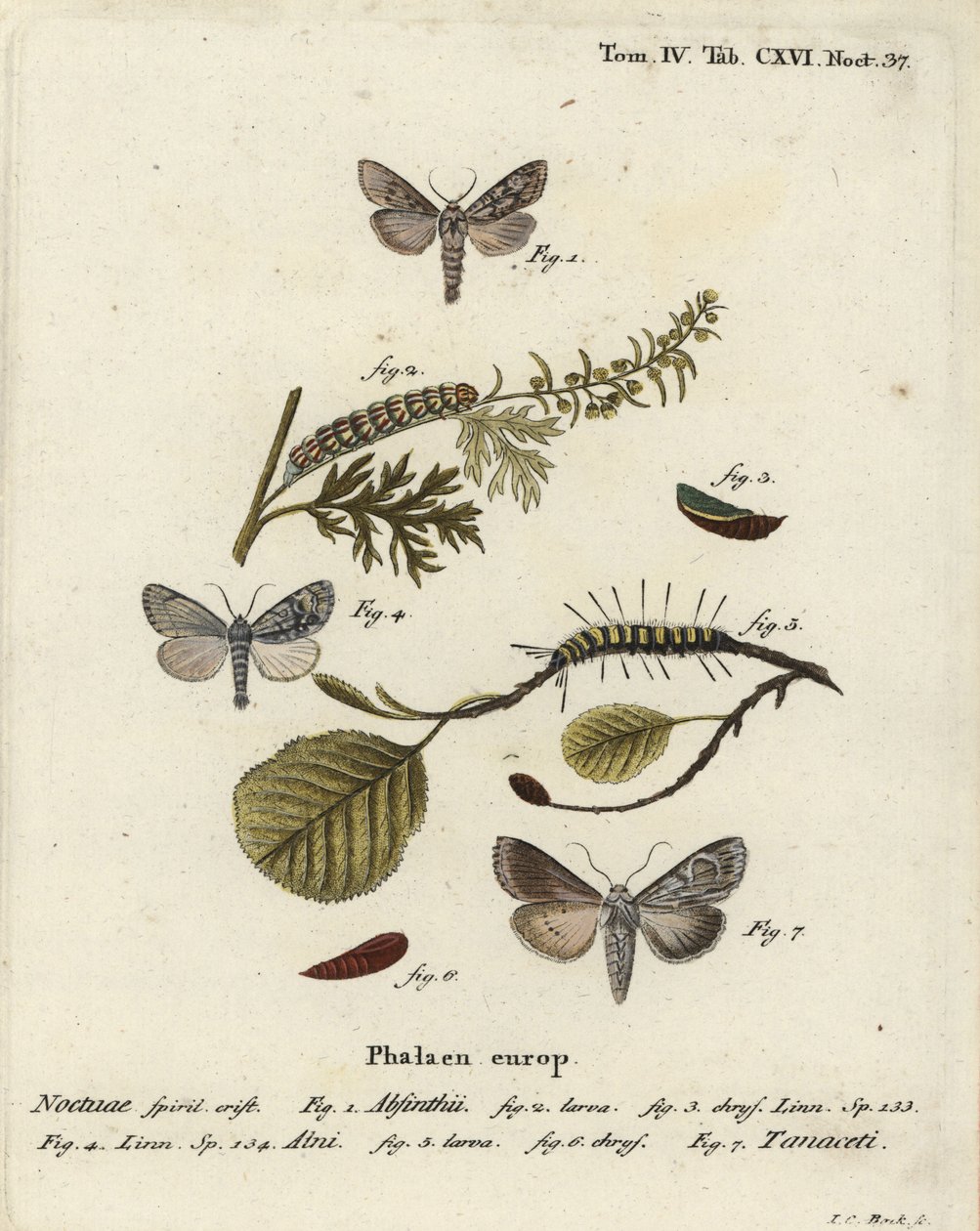 Pelin güvesi, Cucullia absinthii 1-3, kızılağaç güvesi, Acronicta alni 4-6 ve Cucullia tanaceti 7. Johann Carl Bock tarafından Eugenius Johann Christoph Esper
