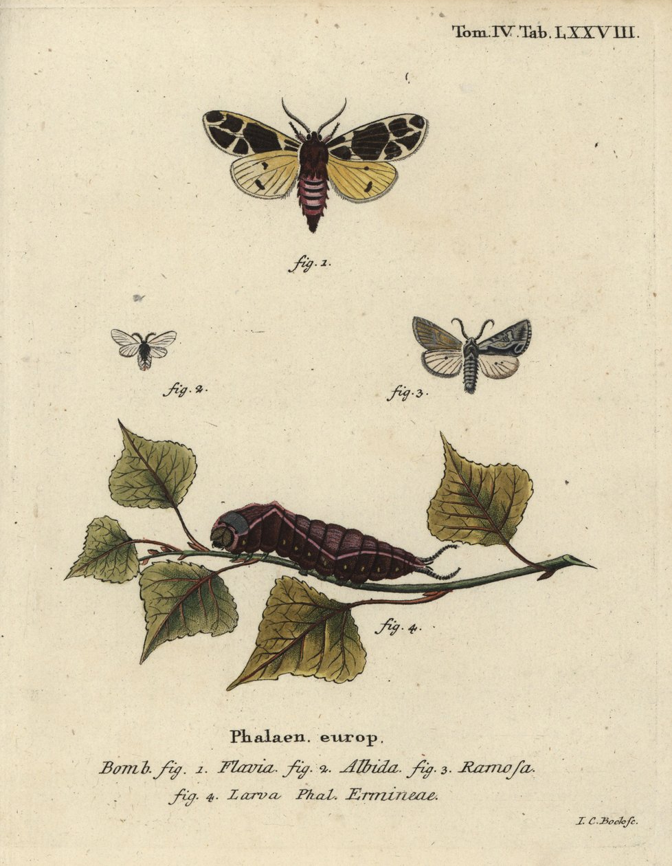 Sarı kaplan güvesi, beyaz ermin larvası vb. by Johann Carl Bock