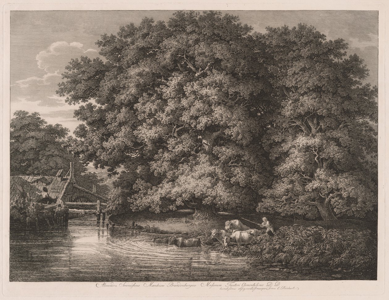 Great Oaks