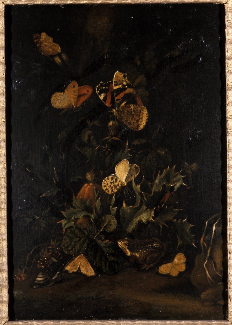 Kelebekler ve kurbağalı çiçekler (meşe ağacı üzerinde yağ) by Johann Christian Thomas Winck