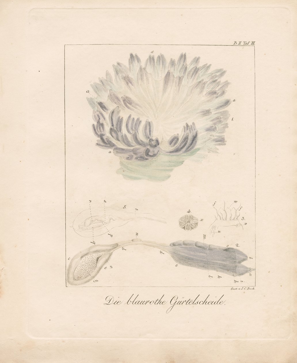  by Johann Christoph Bock