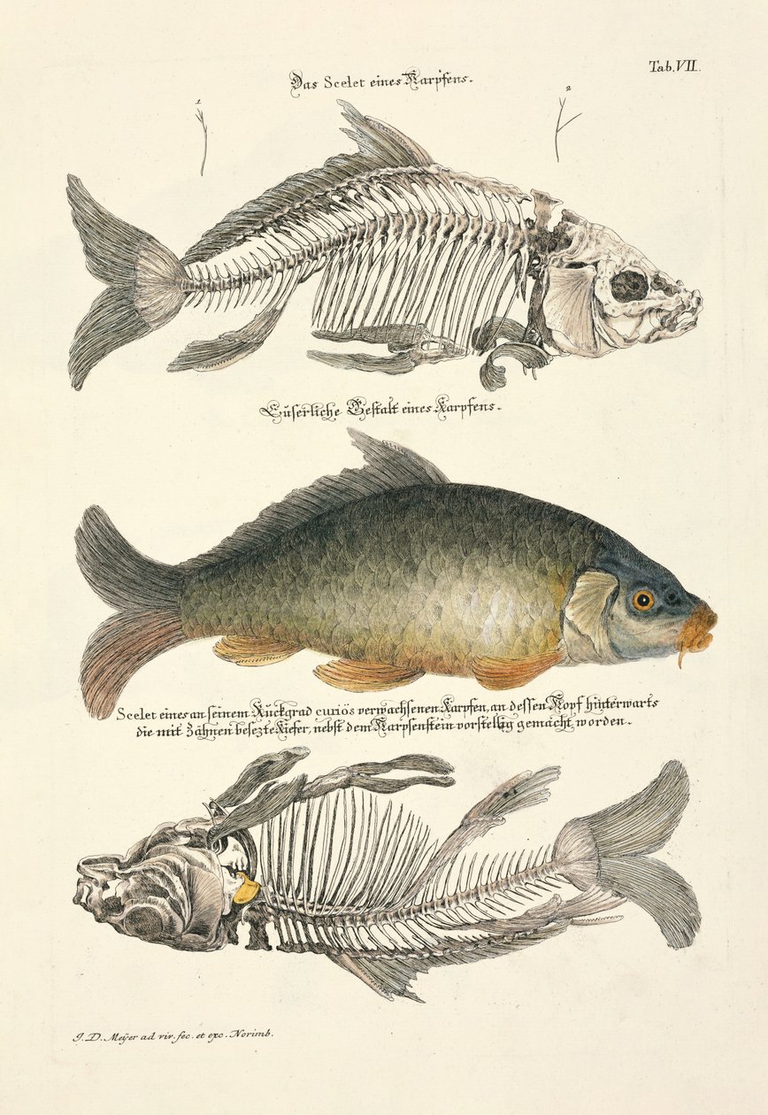  by Johann Daniel Meyer