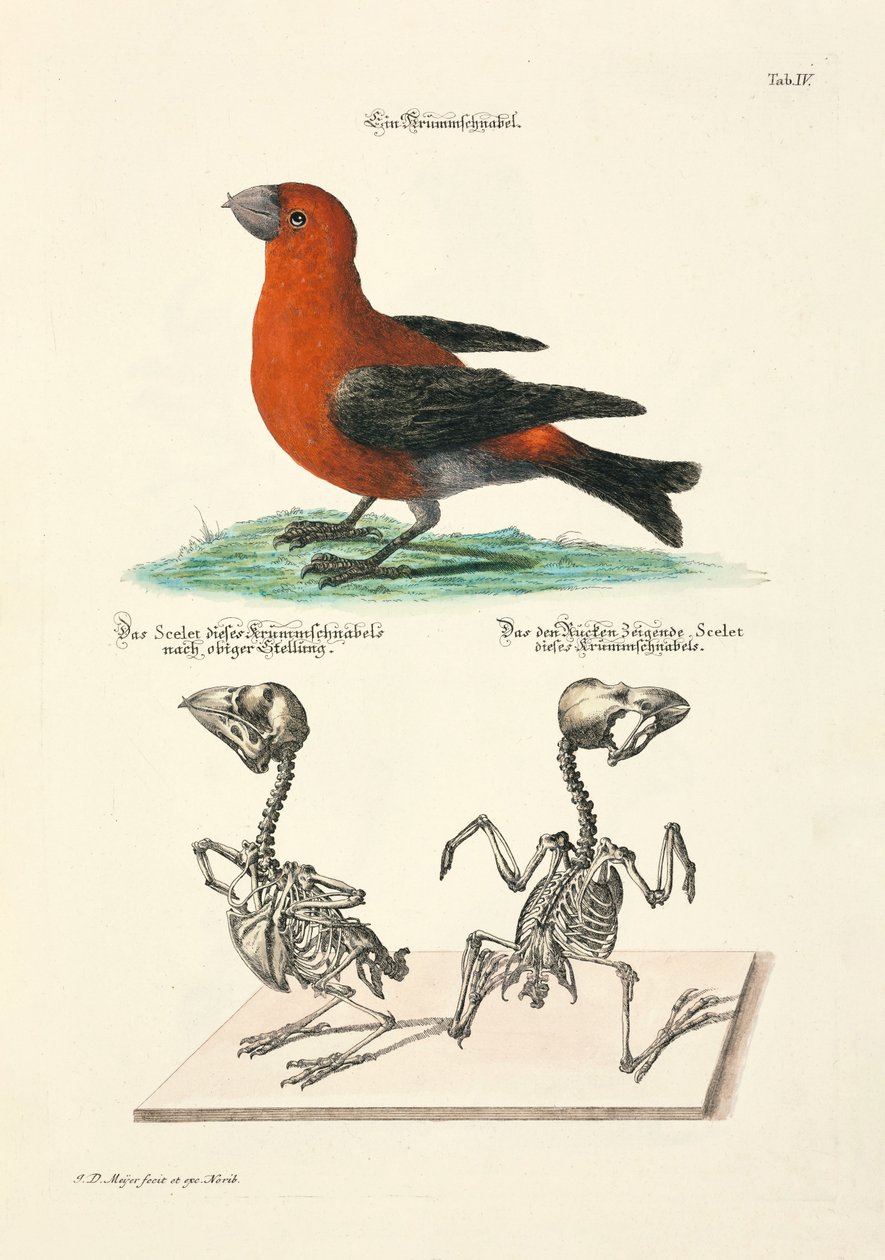  by Johann Daniel Meyer