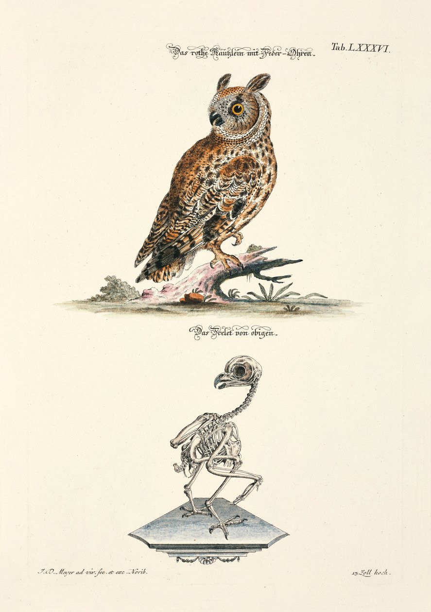  by Johann Daniel Meyer