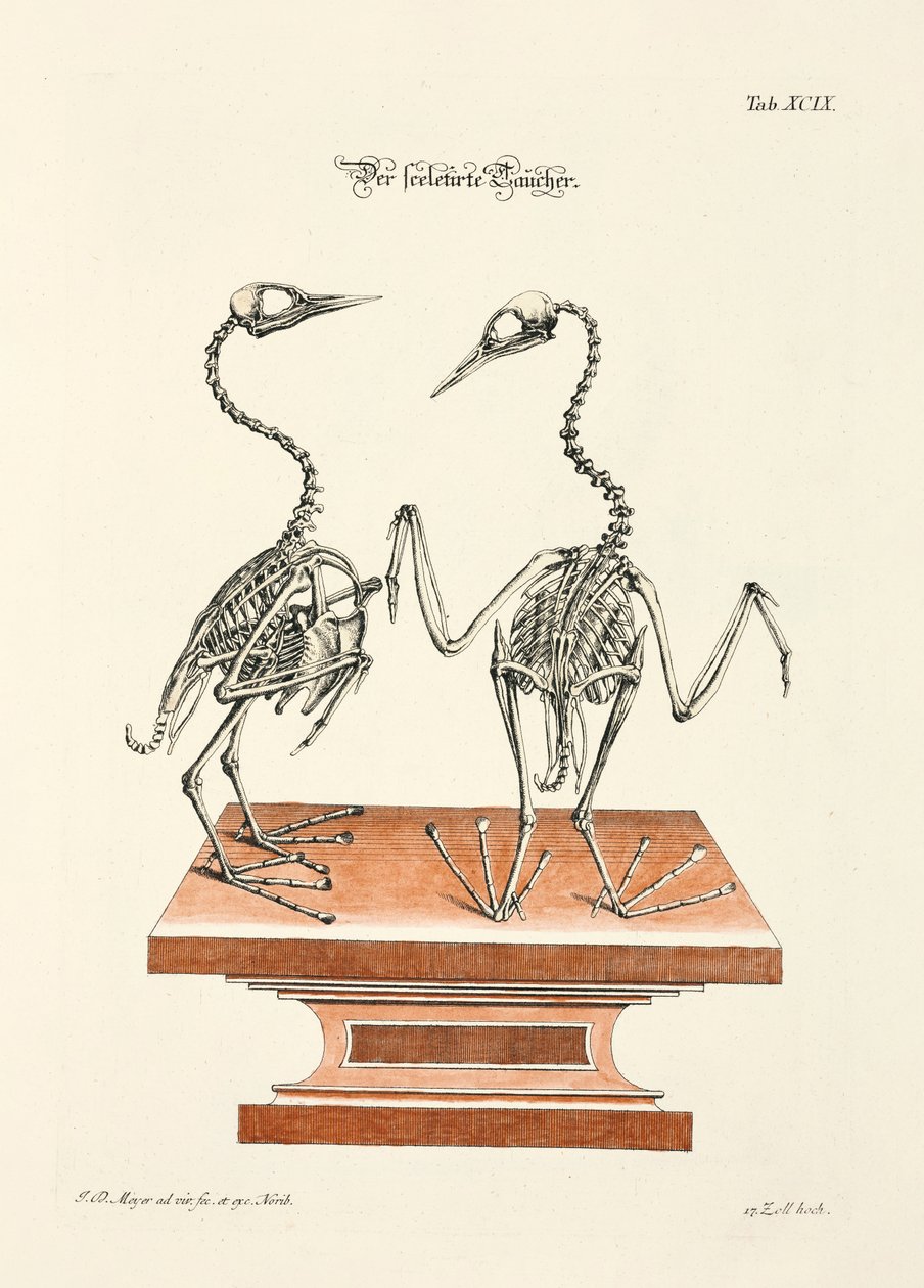  by Johann Daniel Meyer