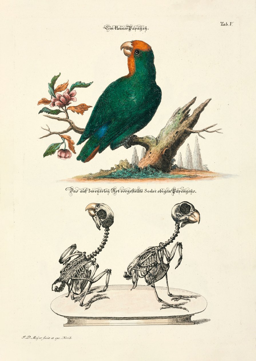 İskeletli Küçük Papağan by Johann Daniel Meyer