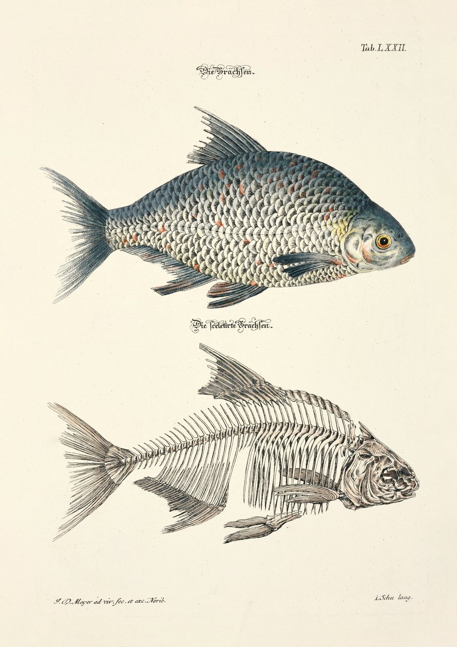  by Johann Daniel Meyer