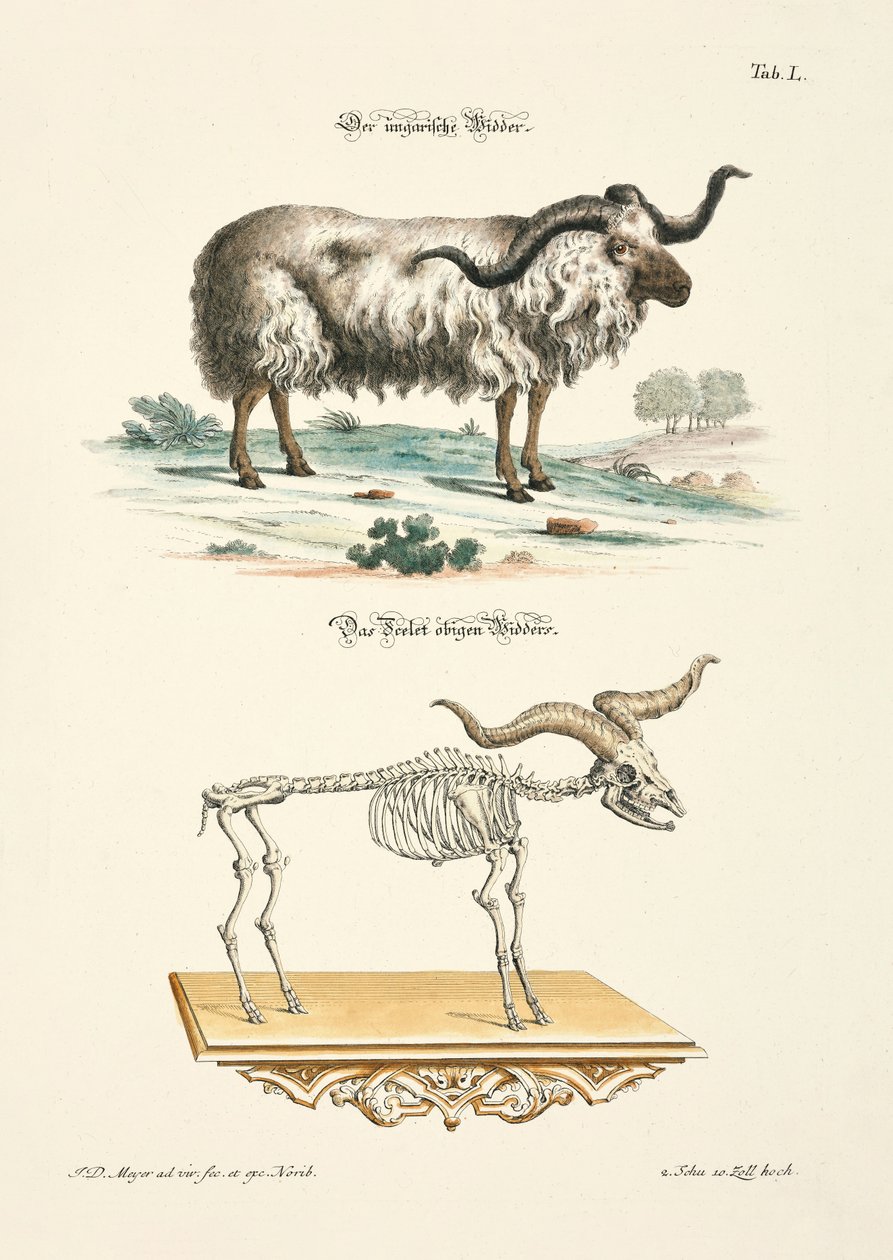 Macar Koçu ve İskeleti by Johann Daniel Meyer
