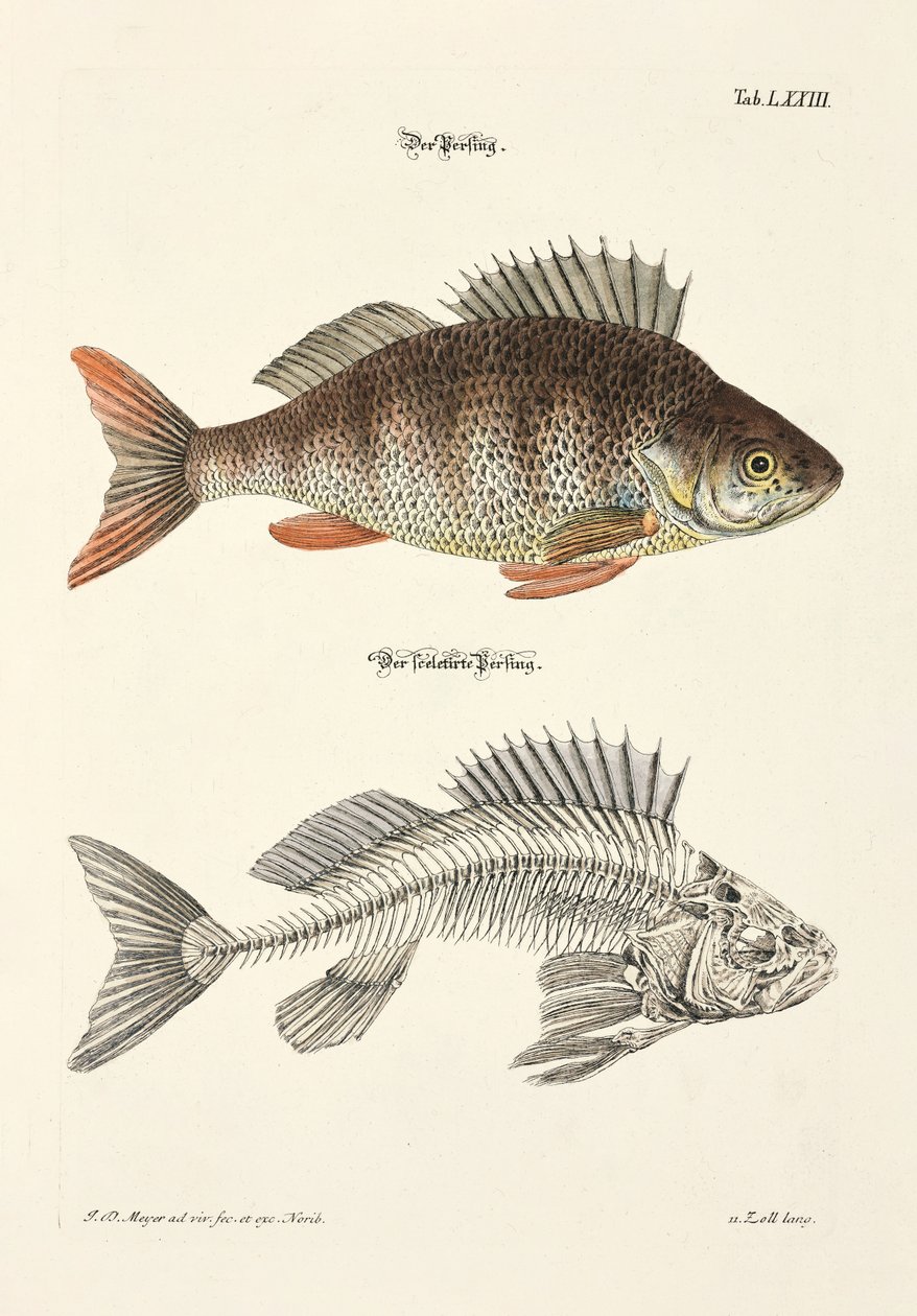 Levrek ve iskeleti by Johann Daniel Meyer