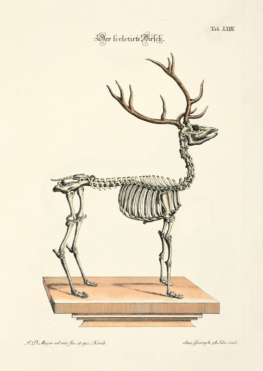 İskeletleşmiş Kızıl Geyik by Johann Daniel Meyer