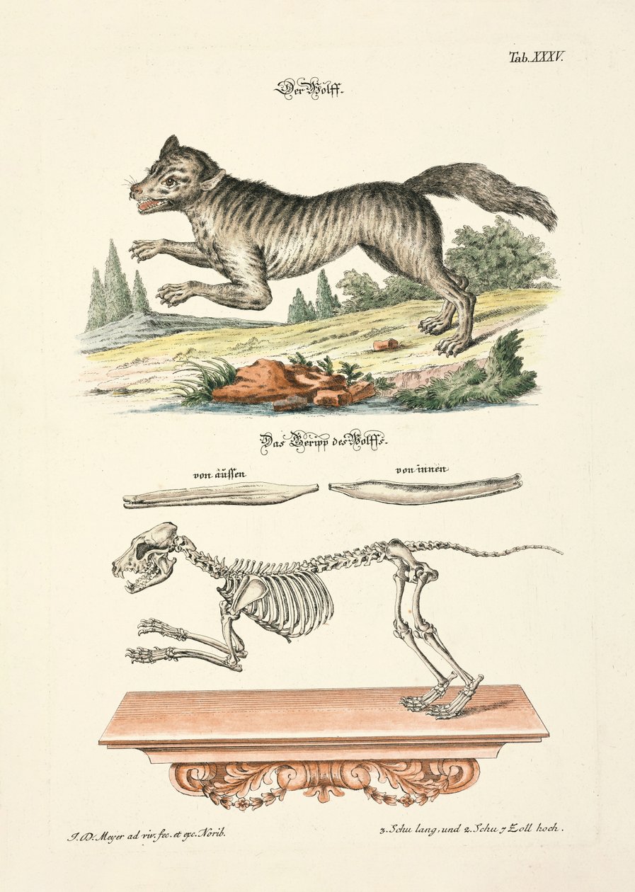  by Johann Daniel Meyer