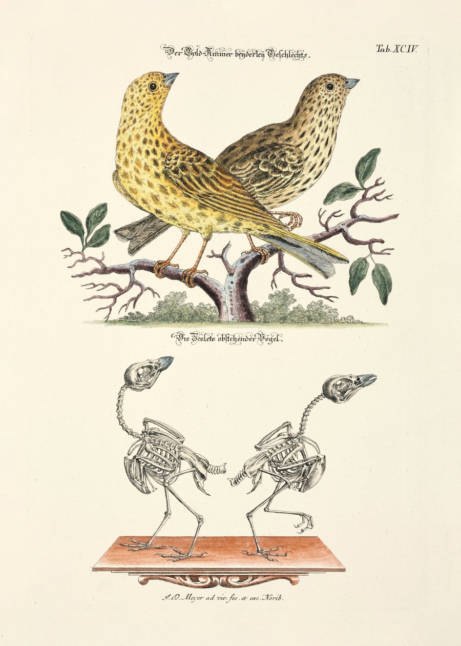 İskeletli Sarıhammer by Johann Daniel Meyer