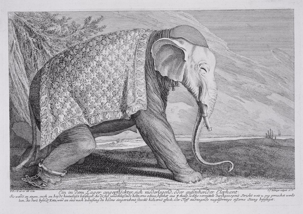 Bir fil by Johann Elias Ridinger or Riedinger
