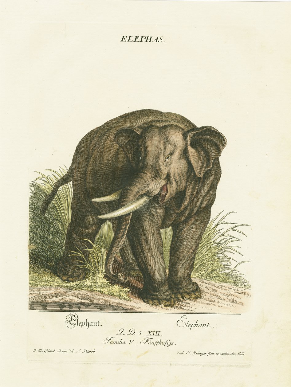  by Johann Elias Ridinger