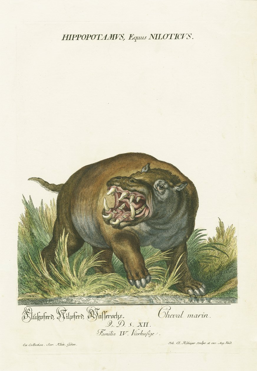  by Johann Elias Ridinger