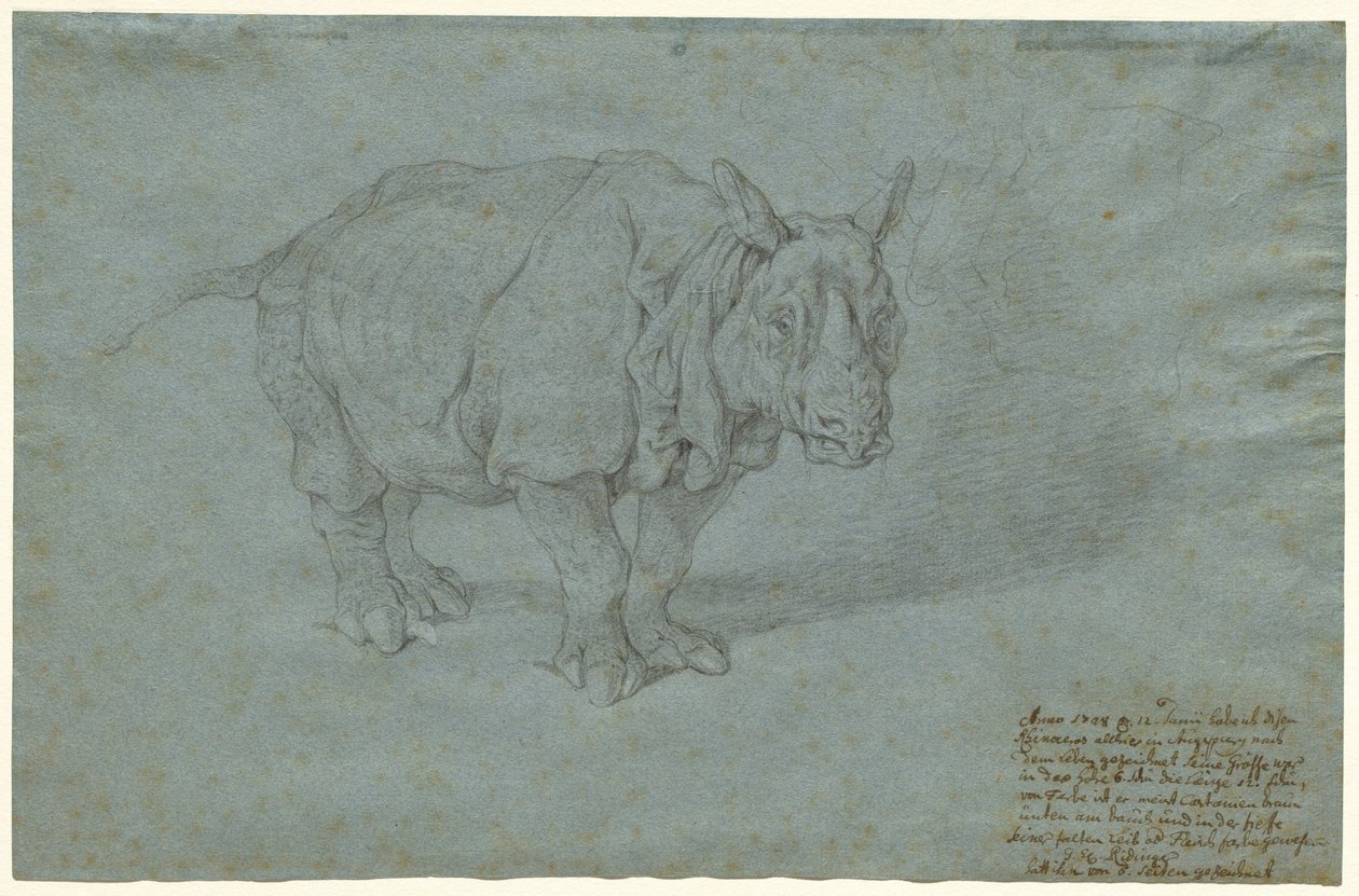 Gergedan "Bayan Clara" by Johann Elias Ridinger