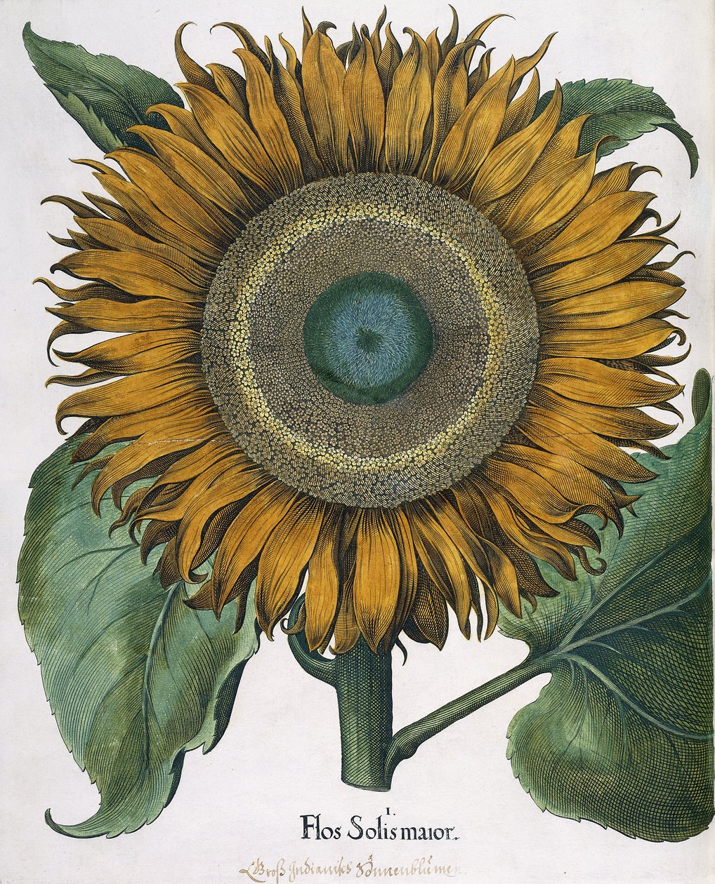 Flos Solis Binbaşı, 1613 by Johann Ernst Rentsch