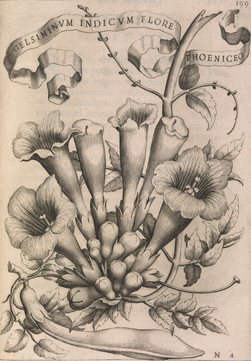 Gelsiminvm indicum phoeniceum çiçeği, 1633 by Johann Friedrich Greuter