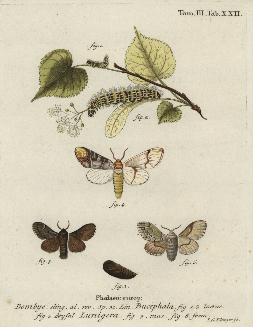 Buff uçlu güve, Phalera bucephala ve Cosmotriche lobulina. by Johann Georg Klinger