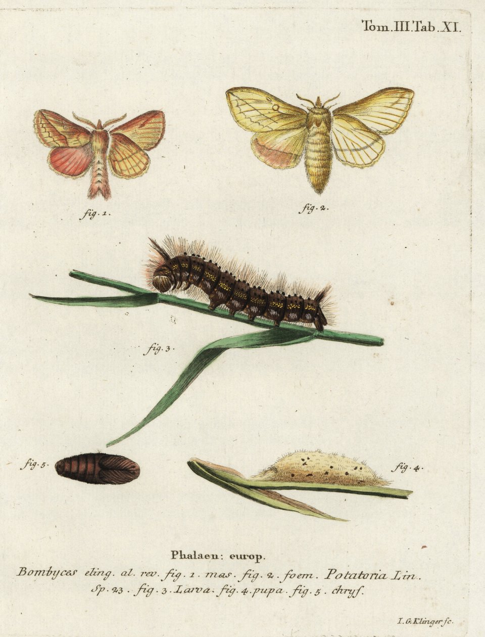 İçki güvesi, Euhrix patates. by Johann Georg Klinger