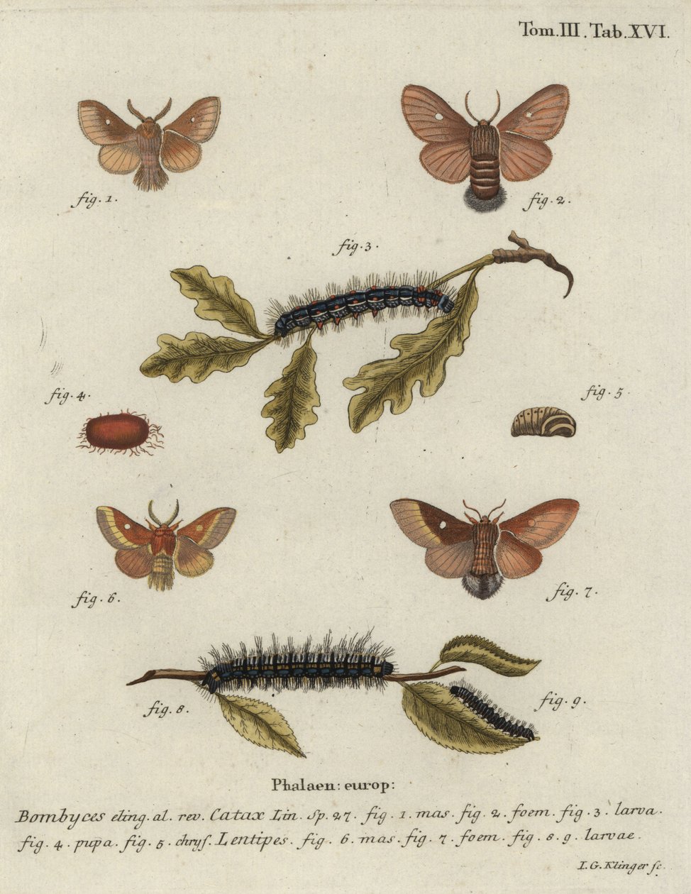 Doğu yumurtası, Eriogaster kataksı. by Johann Georg Klinger