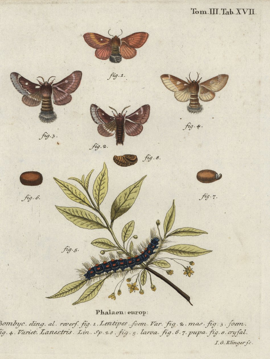 Doğu yumurtası ve küçük yumurta güveleri. by Johann Georg Klinger