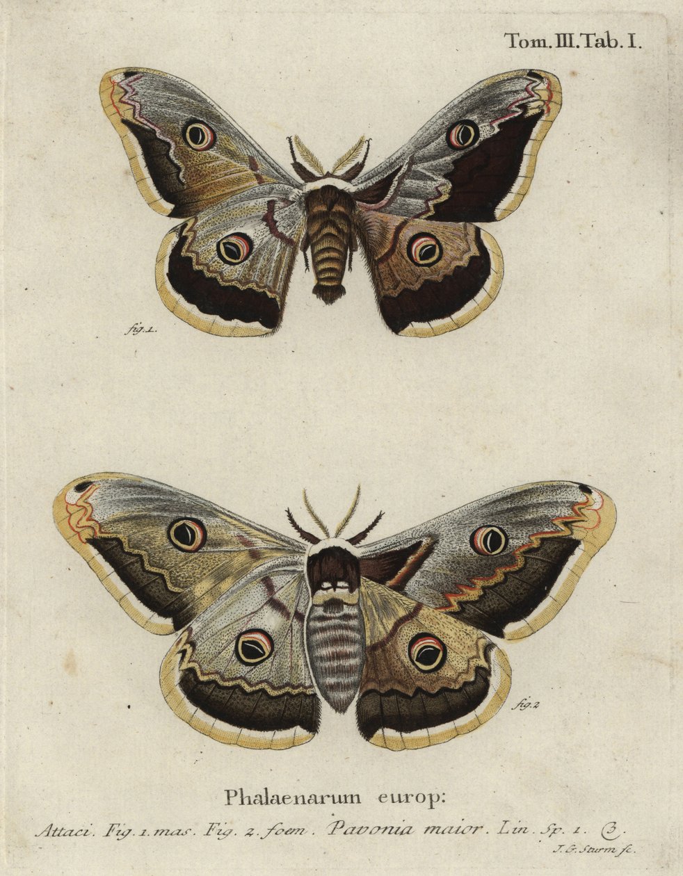 İmparator güvesi, Saturnia pavonia. by Johann Georg Klinger