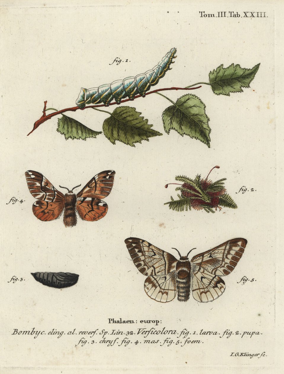 Kentsel zafer, Endromis versicolora. by Johann Georg Klinger
