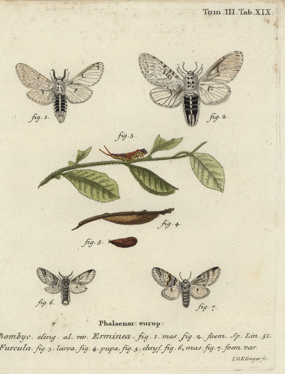 Küçük kedi güvesi, Cerura erminea. by Johann Georg Klinger