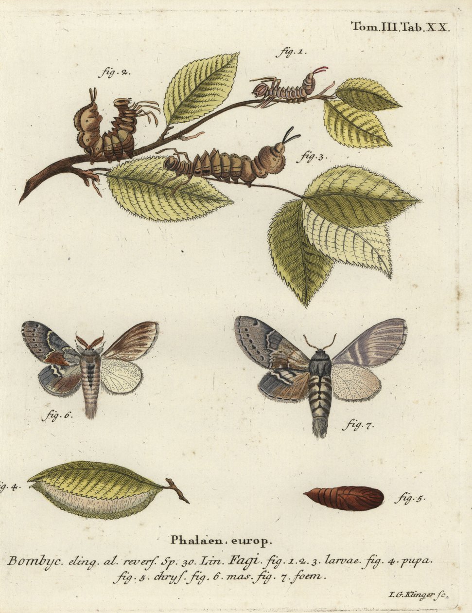 Istakoz güvesi, Stauropus fagi. by Johann Georg Klinger
