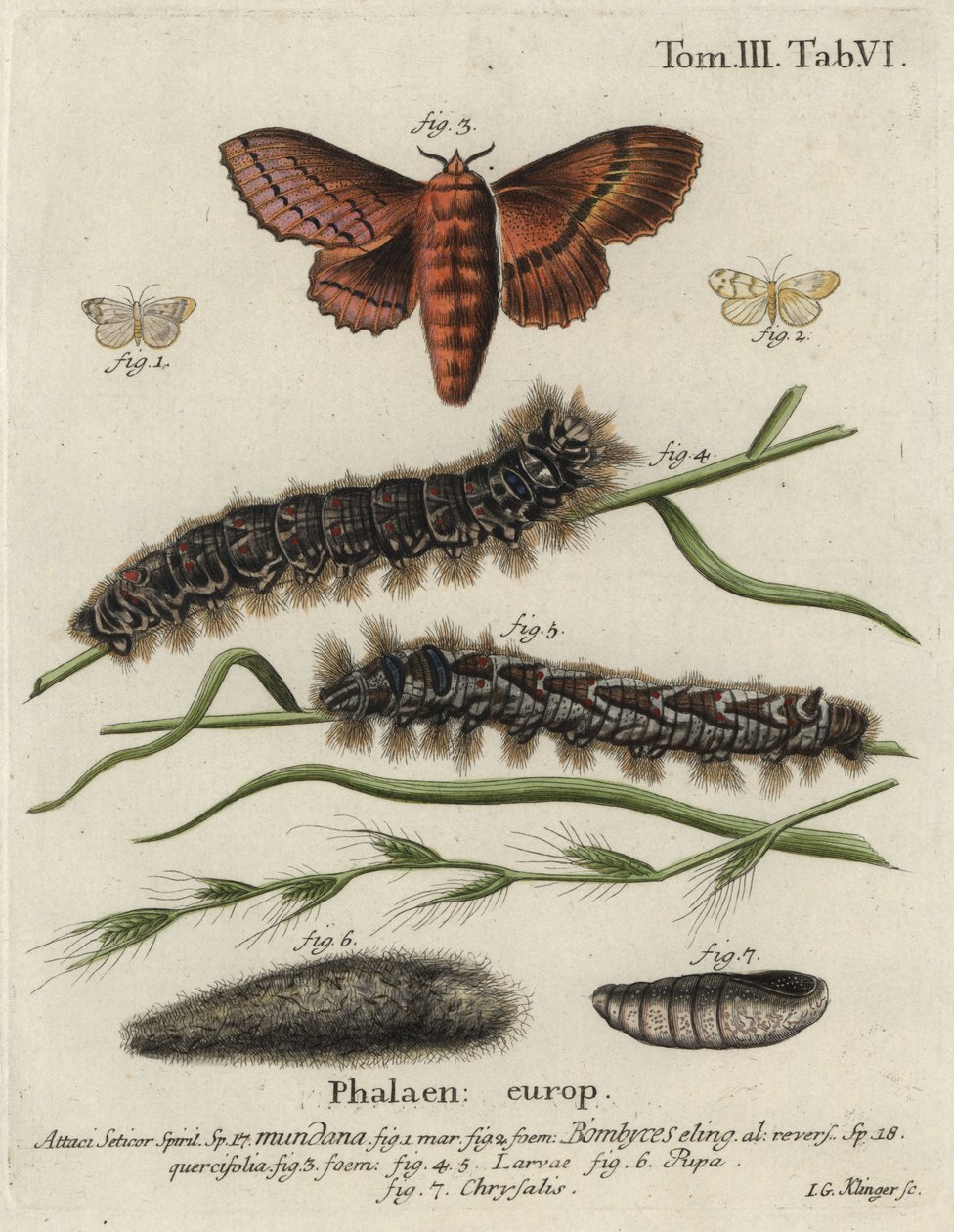 Müslin uşak ve meşe yumurta güveleri. by Johann Georg Klinger