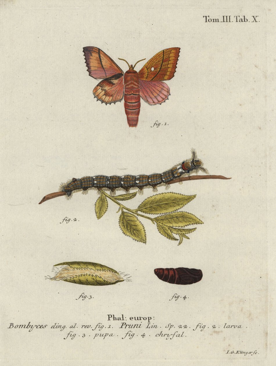 Odonestis pruni güvesi. by Johann Georg Klinger