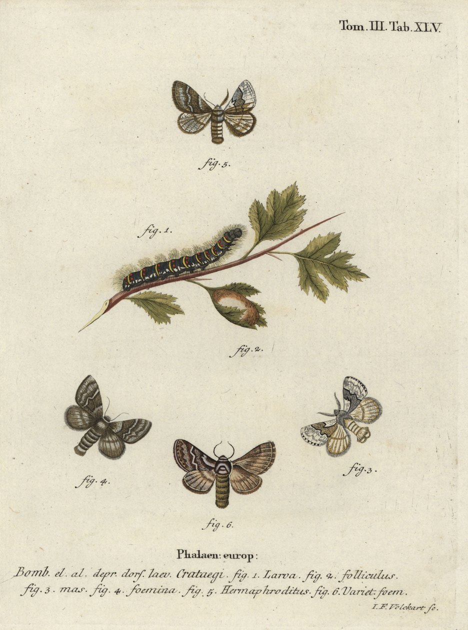 Soluk meşe yumurtası, Trichiura crataegi. by Johann Georg Klinger